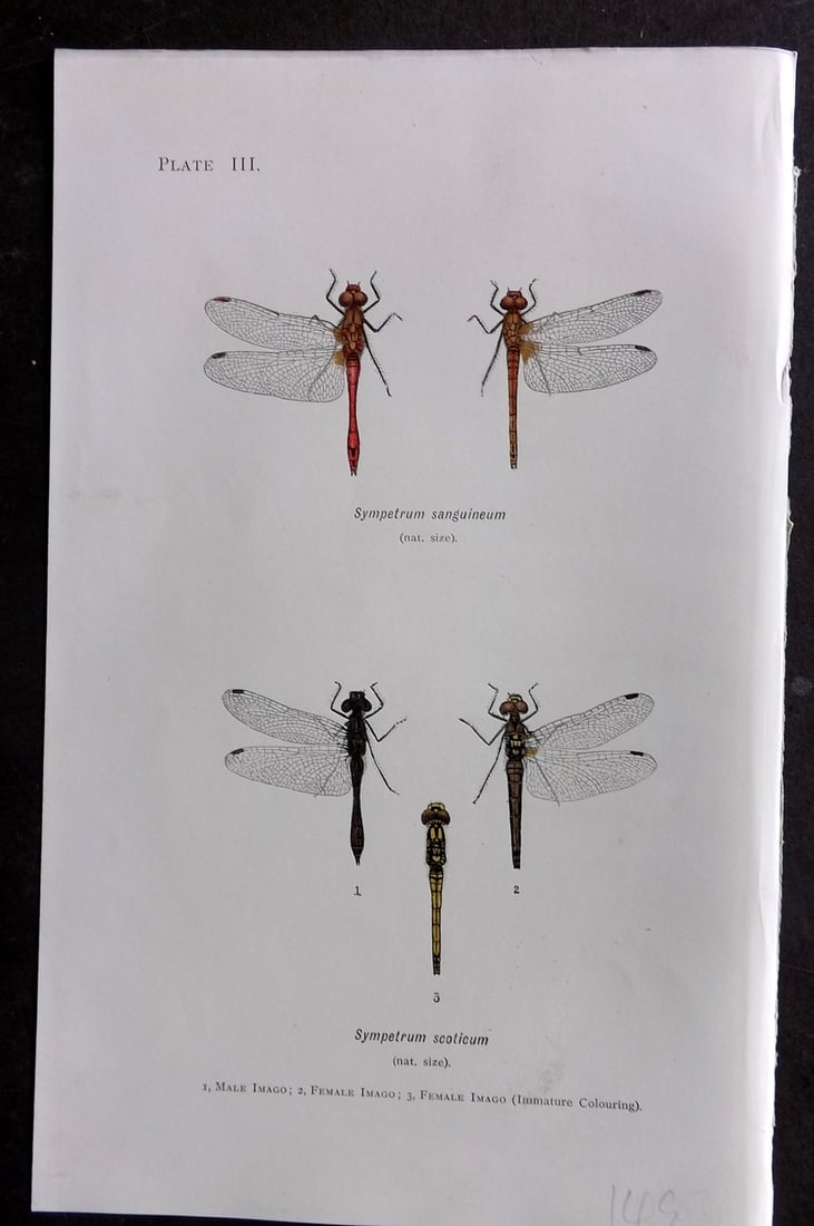Lucas - British Dragonflies 1899 Print. Sympetrum Sanguineum & Scoticum 03: Lithograph Published 1899, London for "British Dragonflies" by William John Lucas. Paper Size: 8.5 x 5.5 inch (22 x 14cm) Good Condition
