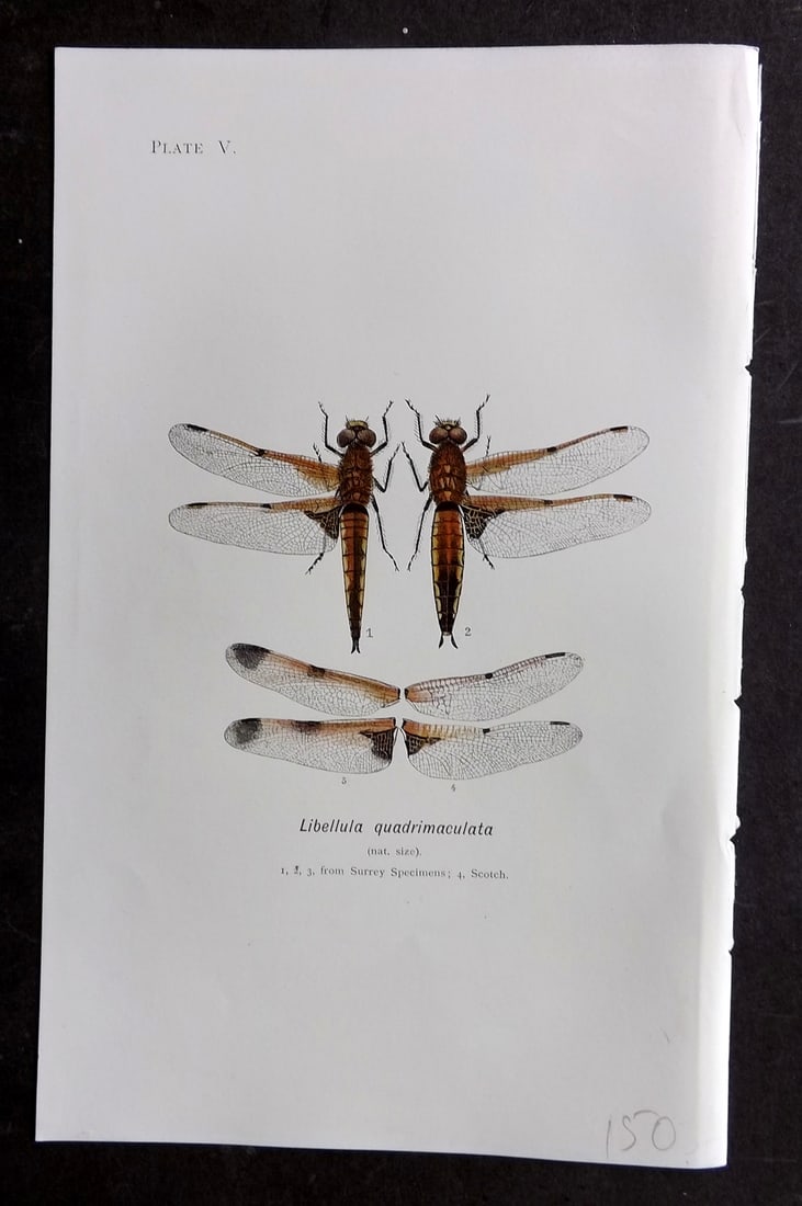 Lucas - British Dragonflies 1899 Print. Libellula Quadrimaculata 05: Lithograph Published 1899, London for "British Dragonflies" by William John Lucas. Paper Size: 8.5 x 5.5 inch (22 x 14cm) Good Condition