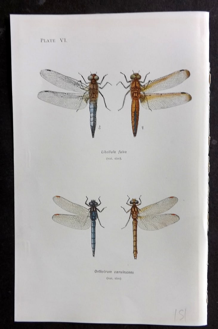 Lucas - British Dragonflies 1899 Print. Libellula Fulva & Orthetrum Caeulescens 06: Lithograph Published 1899, London for "British Dragonflies" by William John Lucas. Paper Size: 8.5 x 5.5 inch (22 x 14cm) Good Condition