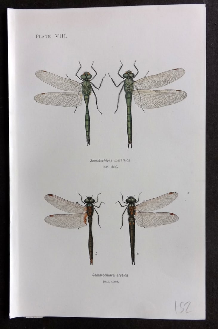 Lucas - British Dragonflies 1899 Print. Somatochlora Metallica & Arctica 08: Lithograph Published 1899, London for "British Dragonflies" by William John Lucas. Paper Size: 8.5 x 5.5 inch (22 x 14cm) Good Condition