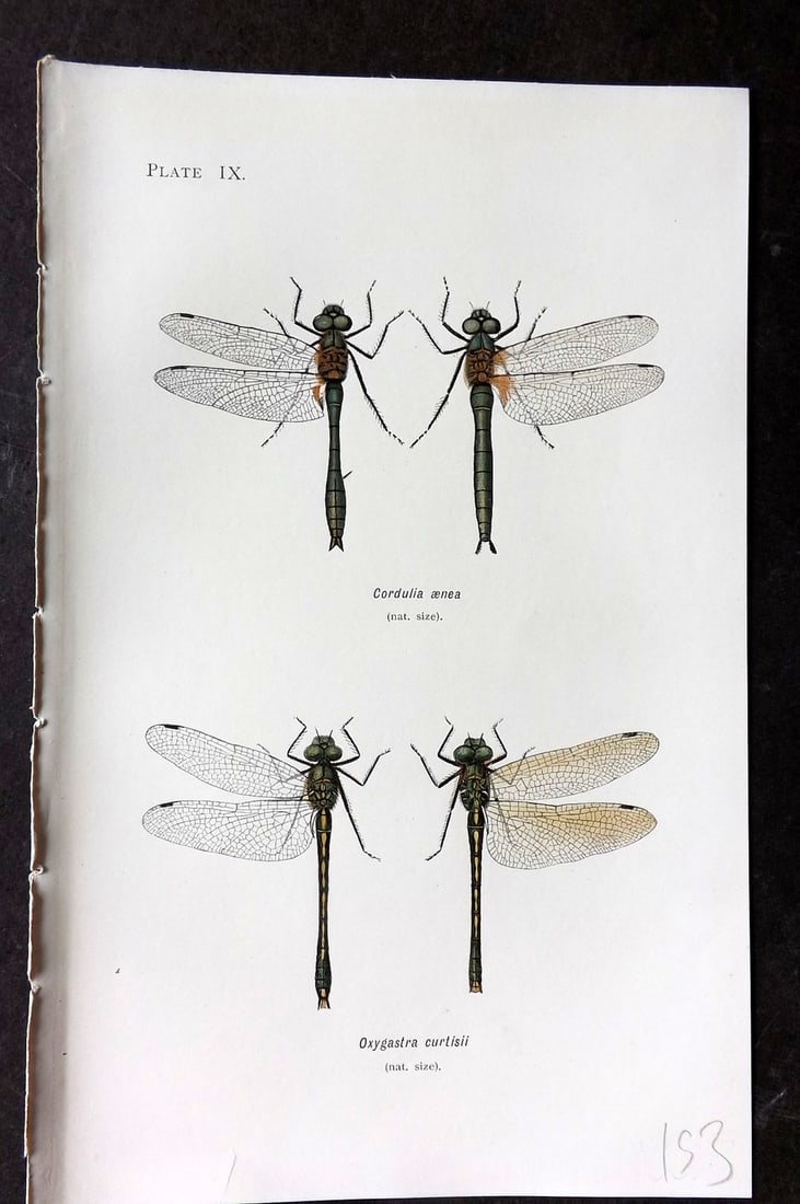 Lucas - British Dragonflies 1899 Print. Cordulia Aenea & Oxygastra Curtisii 09: Lithograph Published 1899, London for "British Dragonflies" by William John Lucas. Paper Size: 8.5 x 5.5 inch (22 x 14cm) Good Condition