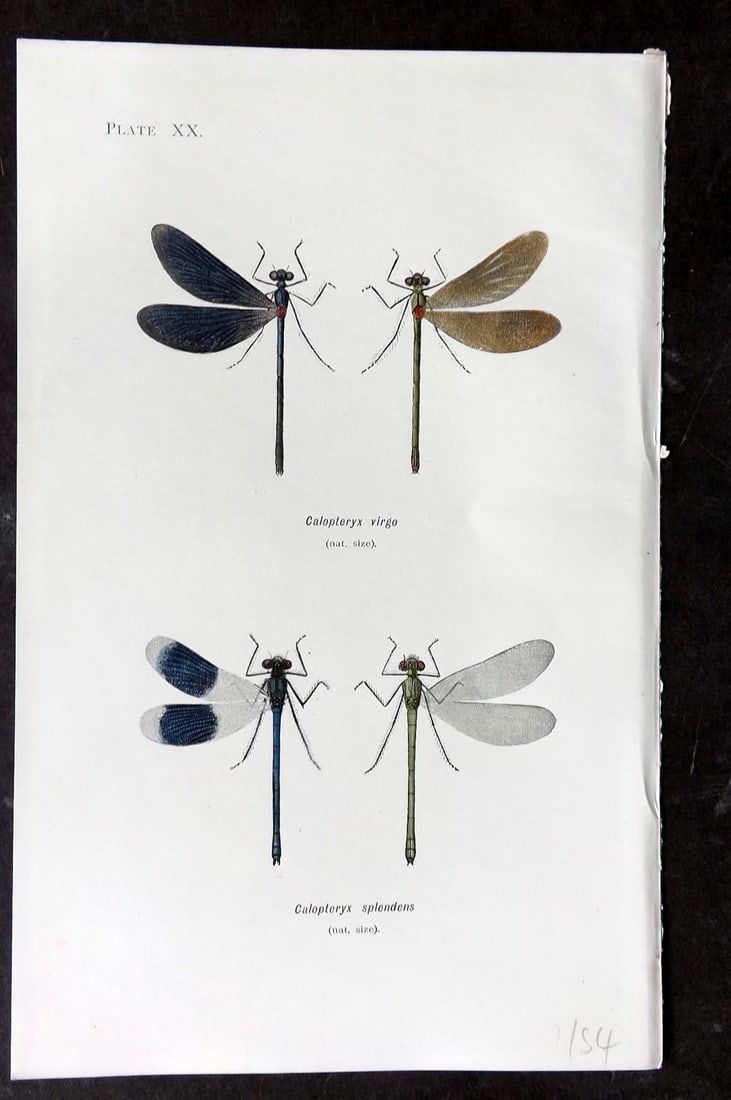 Lucas - British Dragonflies 1899 Print. Calopteryx Virgo & Splendens 20: Lithograph Published 1899, London for "British Dragonflies" by William John Lucas. Paper Size: 8.5 x 5.5 inch (22 x 14cm) Good Condition