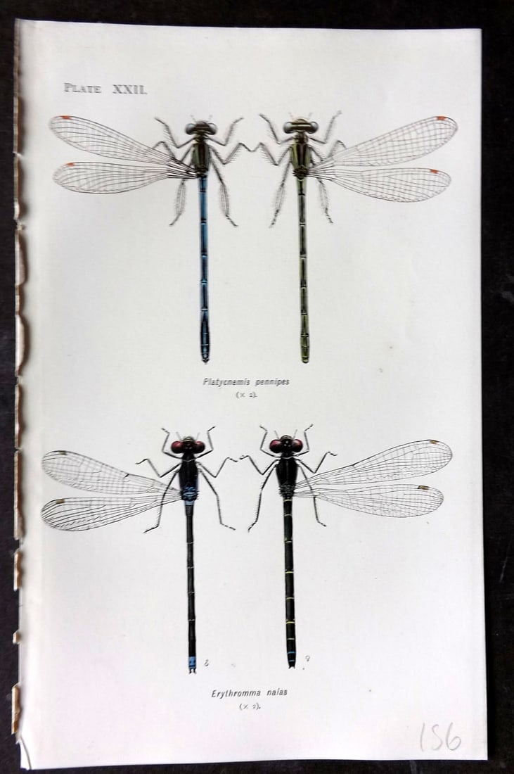 Lucas - British Dragonflies 1899 Print. Platycnemis Pennipes & Erythromma Naias 22: Lithograph Published 1899, London for "British Dragonflies" by William John Lucas. Paper Size: 8.5 x 5.5 inch (22 x 14cm) Good Condition