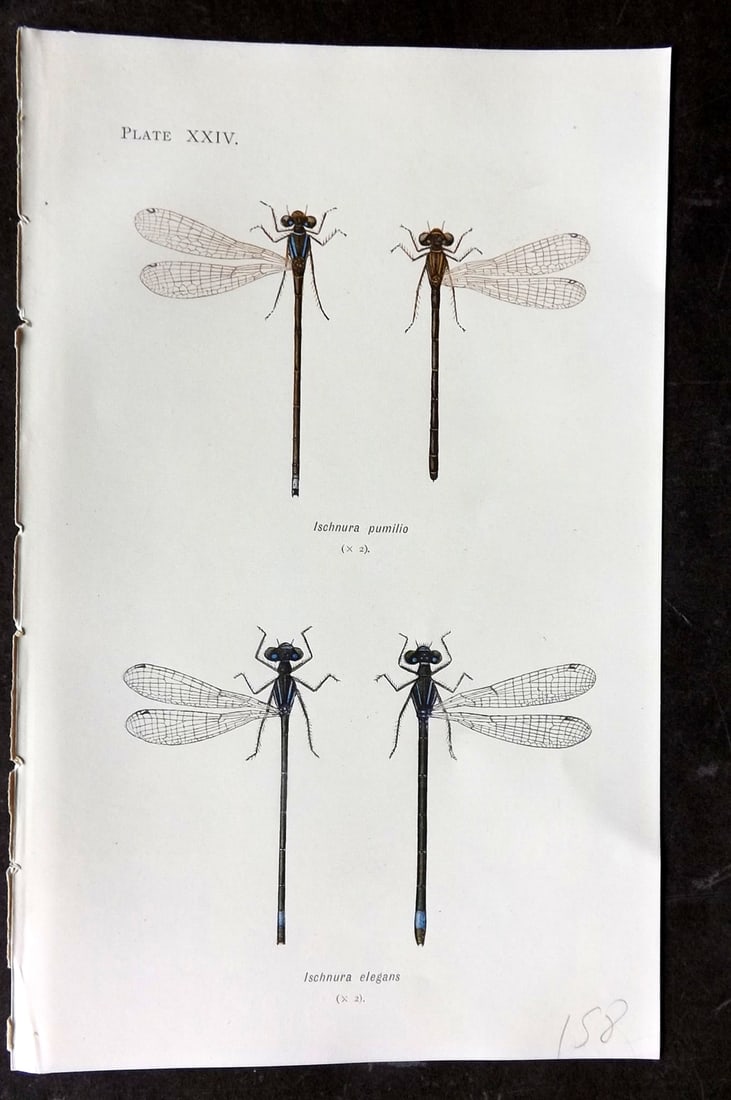 Lucas - British Dragonflies 1899 Print. Ischnura Pumilio, Elegans 24: Lithograph Published 1899, London for "British Dragonflies" by William John Lucas. Paper Size: 8.5 x 5.5 inch (22 x 14cm) Good Condition