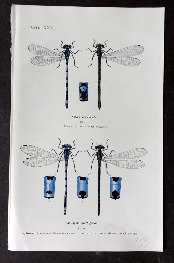 Lucas - British Dragonflies 1899 Print. Agrion Mercuriale & Cyathigerum 27: Lithograph Published 1899, London for "British Dragonflies" by William John Lucas. Paper Size: 8.5 x 5.5 inch (22 x 14cm) Good Condition