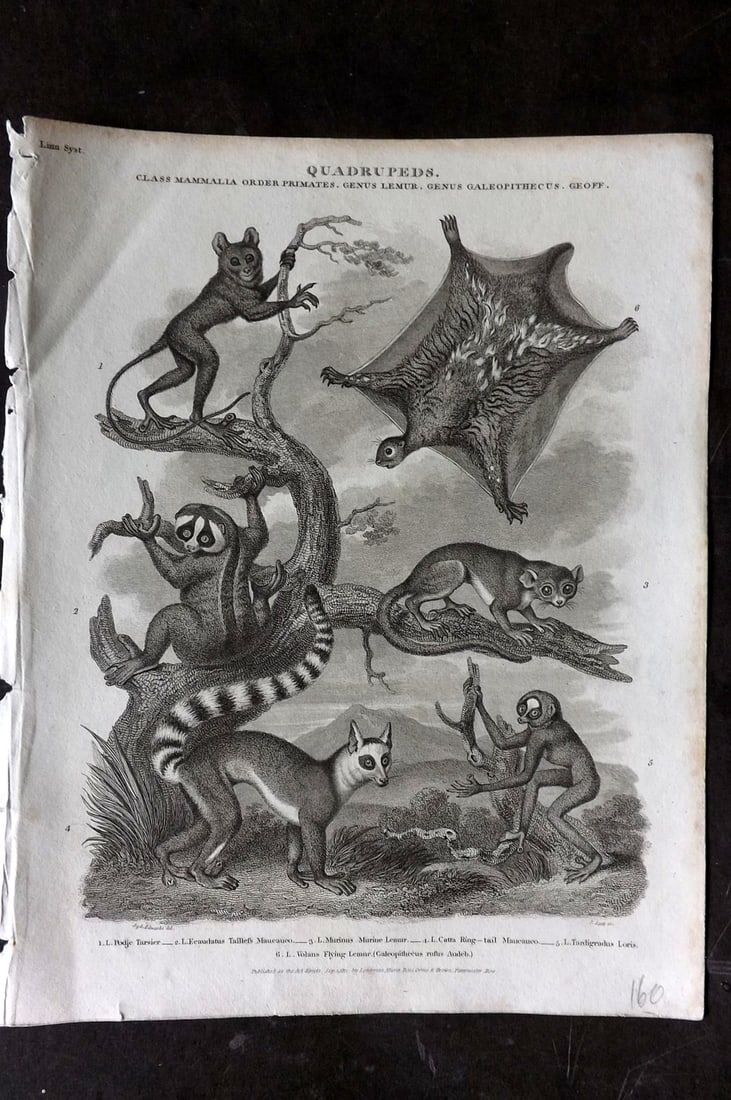 Rees 1820 Antique Print. Tarsier, Maucauco, Lemur, Loris: Copper Plate Published 1802-20 by Longman, Hurst, Rees & Orme for "The Cyclop?dia: or, Universal dictionary of arts, sciences, and literature" By Abraham Rees. Paper Size: 10.5 x 8 inch (27 x 21cm) Go