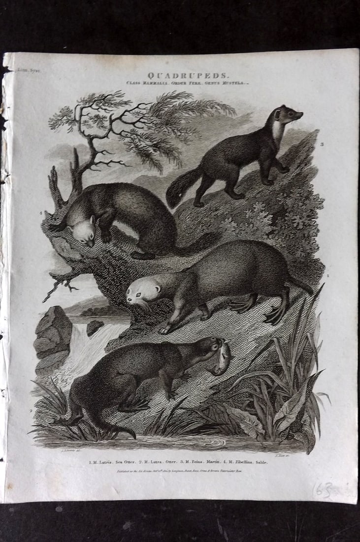 Rees 1820 Antique Print. Sea Otter, Otter, Martin, Sable: Copper Plate Published 1802-20 by Longman, Hurst, Rees & Orme for "The Cyclop?dia: or, Universal dictionary of arts, sciences, and literature" By Abraham Rees. Paper Size: 10.5 x 8 inch (27 x 21cm) Go