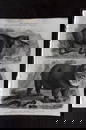Rees 1820 Antique Print. American Tapir & Smiling Hippo