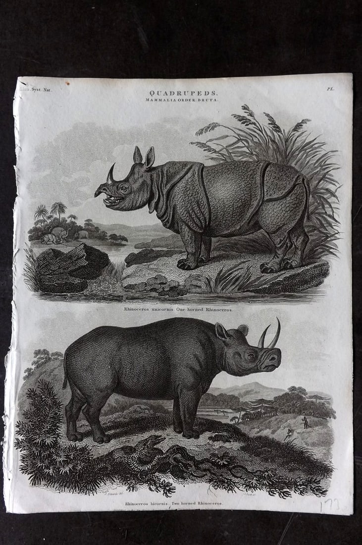 Rees 1820 Antique Print. One Horned & Two Horned Rhinoceros: Copper Plate Published 1802-20 by Longman, Hurst, Rees & Orme for "The Cyclop?dia: or, Universal dictionary of arts, sciences, and literature" By Abraham Rees. Paper Size: 10.5 x 8 inch (27 x 21cm) Go