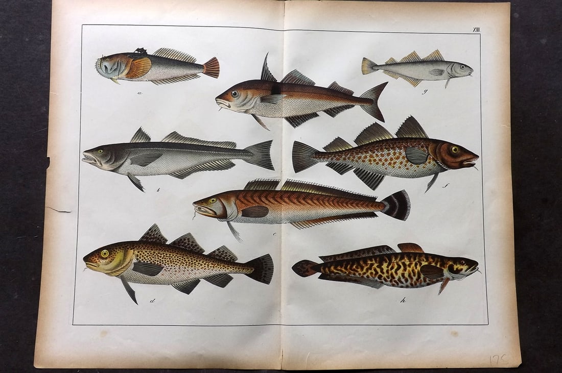 Schubert, Gotthilf C1880 Folio Fish Print. Cod etc 13 (1 of 1)
