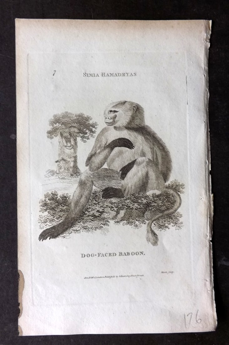 Shaw, George 1809 Antique Print. Dog Faced Baboon: Copper Plate Published 1809 by G.Kearsley, London for "Zoological Lectures..." by George Shaw. Paper Size: 8 x 5 inch (21 x 13cm) Small ink mark edge of margin. Very minor margin toning. Good Conditio