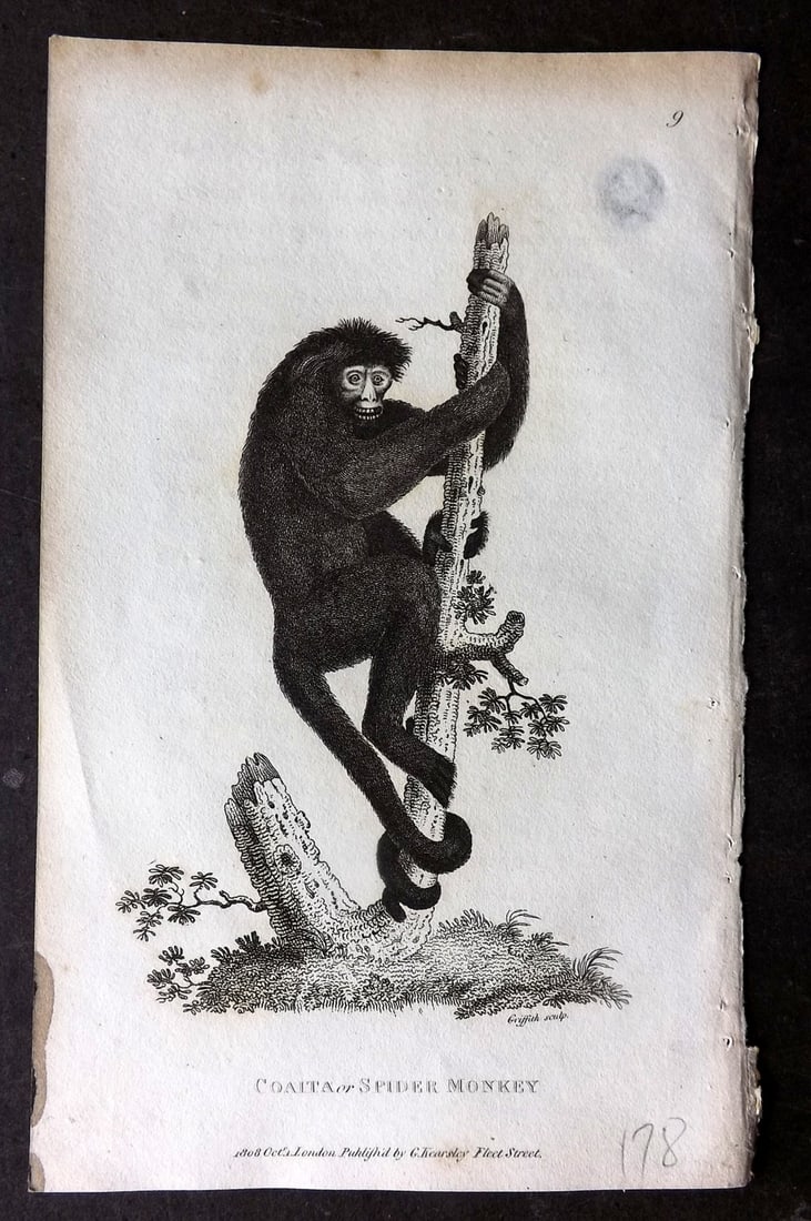 Shaw, George 1809 Antique Print. Spider Monkey: Copper Plate Published 1809 by G.Kearsley, London for "Zoological Lectures..." by George Shaw. Paper Size: 8 x 5 inch (21 x 13cm) Small ink mark edge of margin. Slight background thin. Very minor marg