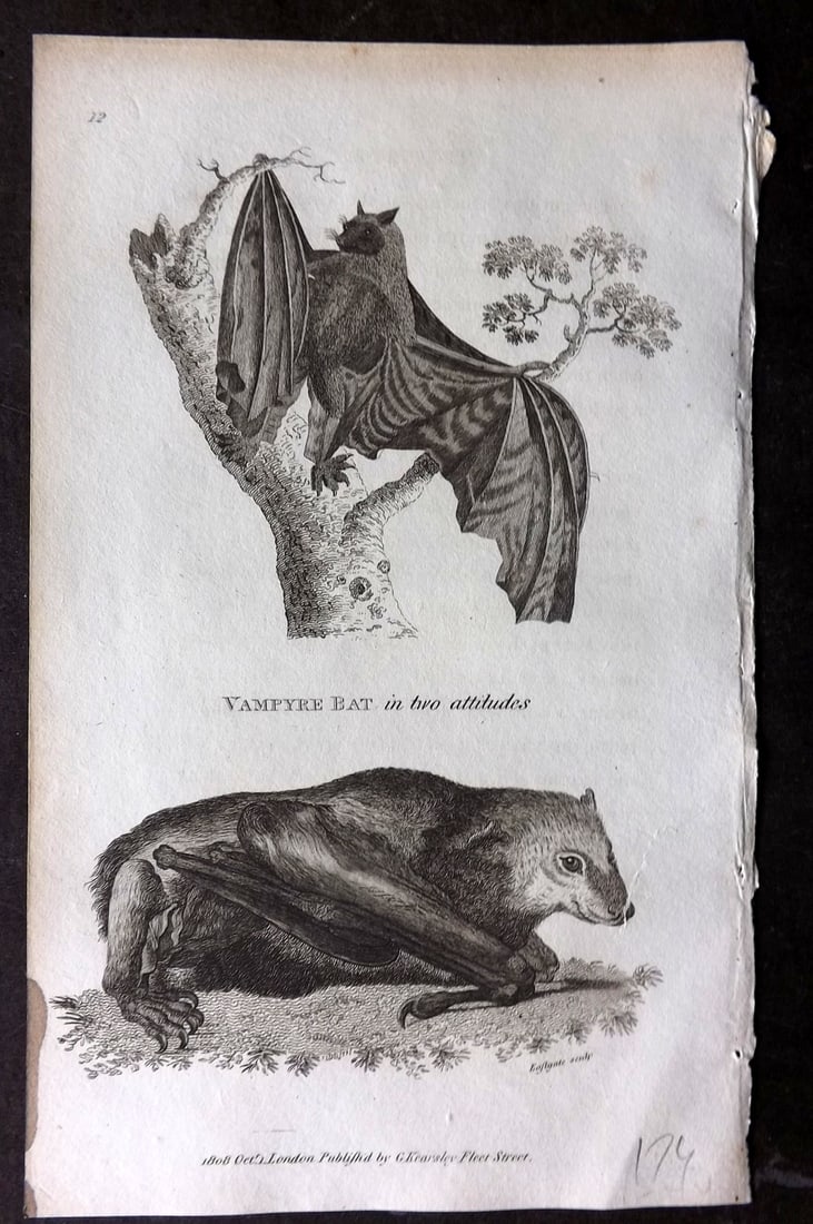 Shaw, George 1809 Antique Print. Vampyre Bat: Copper Plate Published 1809 by G.Kearsley, London for "Zoological Lectures..." by George Shaw. Paper Size: 8 x 5 inch (21 x 13cm) Very minor margin toning. Good Condition