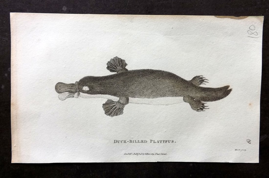 Shaw, George 1809 Antique Print. Duck Billed Platypus Australia: Copper Plate Published 1809 by G.Kearsley, London for "Zoological Lectures..." by George Shaw. Paper Size: 8 x 5 inch (21 x 13cm) Very minor margin toning. Good Condition