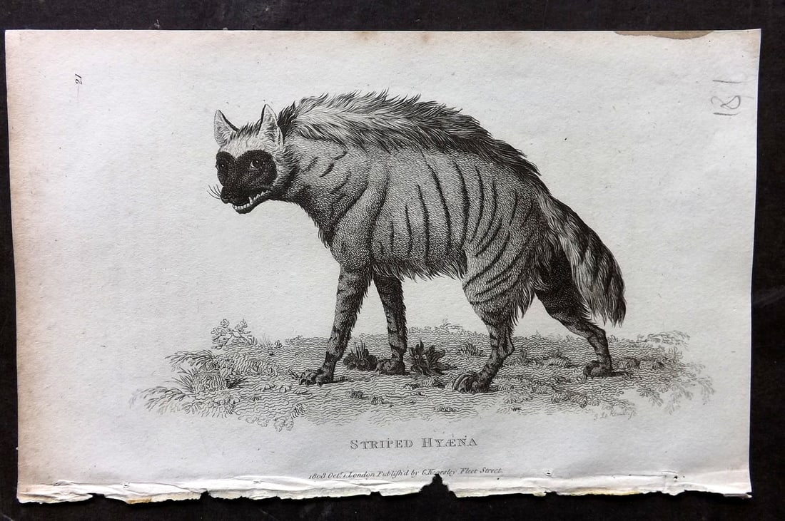 Shaw, George 1809 Antique Print. Striped Hyena: Copper Plate Published 1809 by G.Kearsley, London for "Zoological Lectures..." by George Shaw. Paper Size: 8 x 5 inch (21 x 13cm) Very minor margin toning. Good Condition