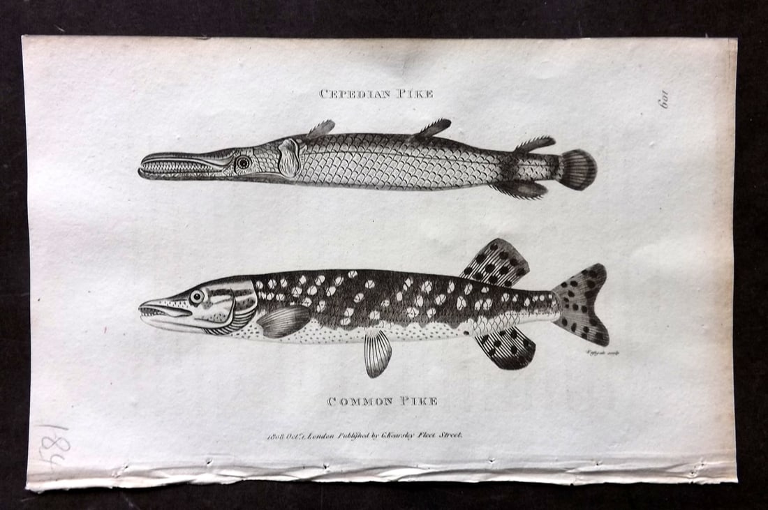 Shaw, George 1809 Antique Print. Pike Fish: Copper Plate Published 1809 by G.Kearsley, London for "Zoological Lectures..." by George Shaw. Paper Size: 8 x 5 inch (21 x 13cm) Very minor margin toning. Good Condition