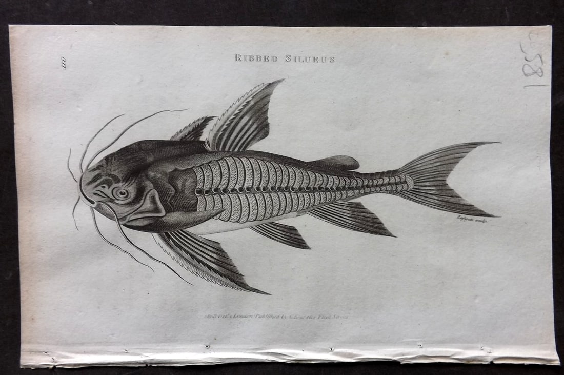 Shaw, George 1809 Antique Print. Ribbed Silurus Fish: Copper Plate Published 1809 by G.Kearsley, London for "Zoological Lectures..." by George Shaw. Paper Size: 8 x 5 inch (21 x 13cm) Very minor margin toning. Good Condition