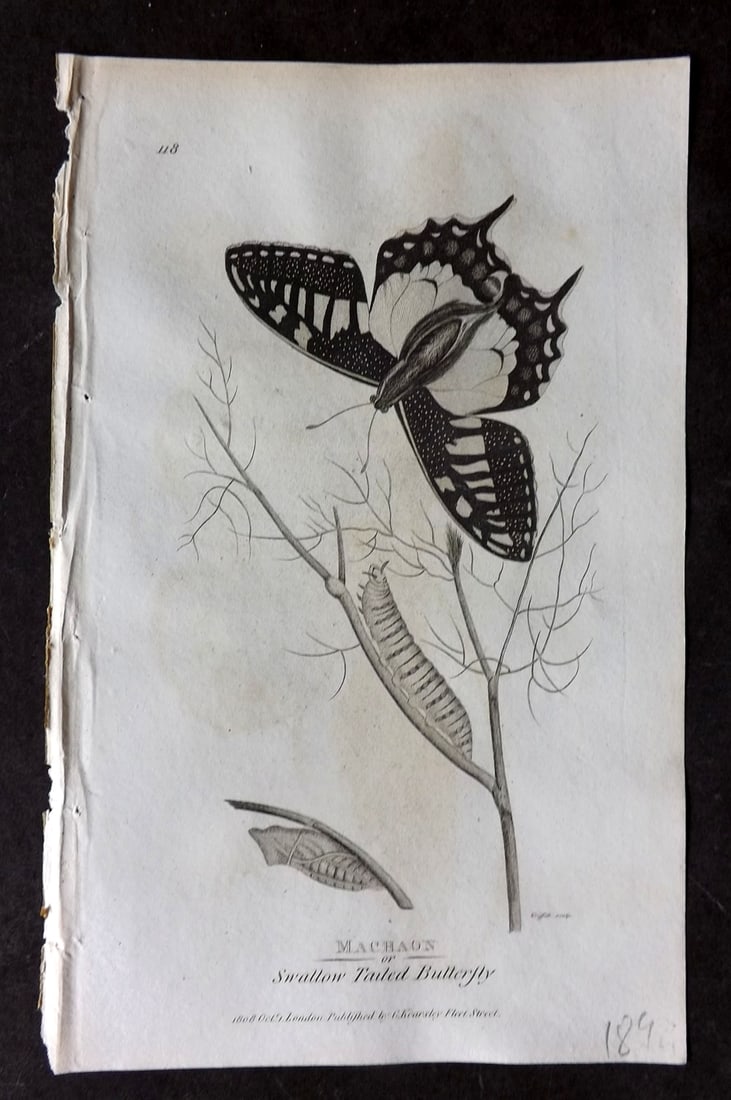 Shaw, George 1809 Antique Print. Machon or Swallow Tailed Butterfly: Copper Plate Published 1809 by G.Kearsley, London for "Zoological Lectures..." by George Shaw. Paper Size: 8 x 5 inch (21 x 13cm) Very minor margin toning. Good Condition