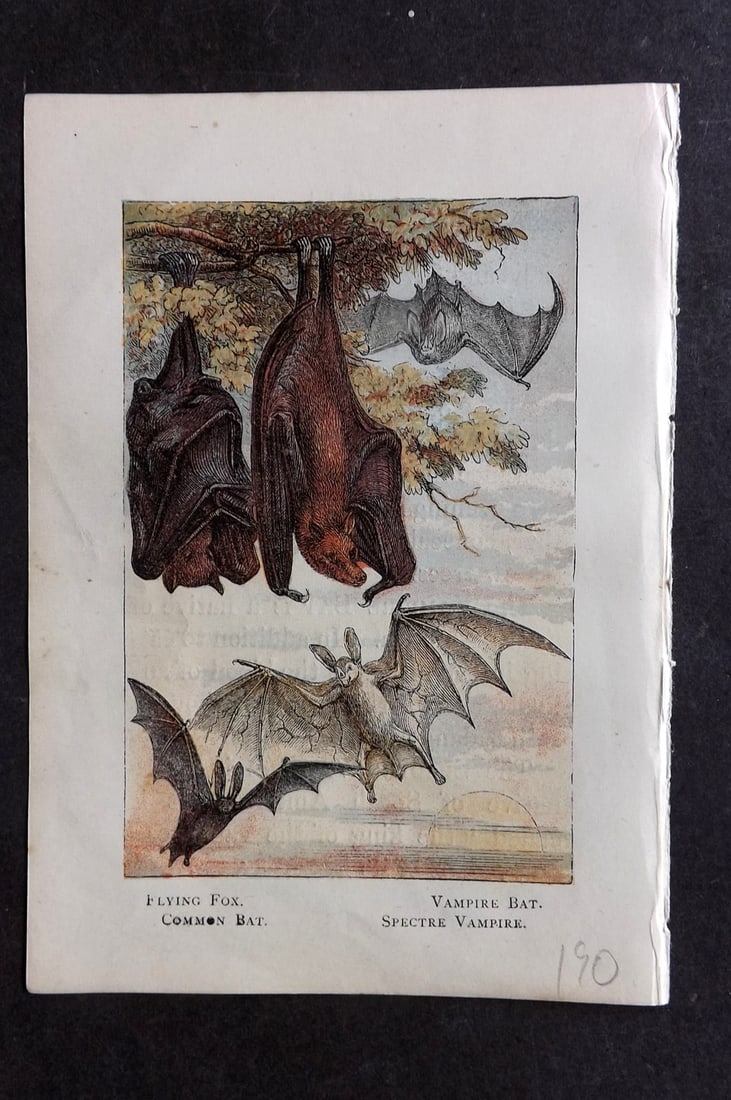 Warne, Frederick (Pub) C1880 Print. Bats,Flying Fox: Color Printed Woodblock Published C1880 by Frederick Warne, London for "Warne's Picture Natural History" Descriptive text to the reverse side. Paper Size: 6 x 4.25 inch (15 x 11cm) Good Condition