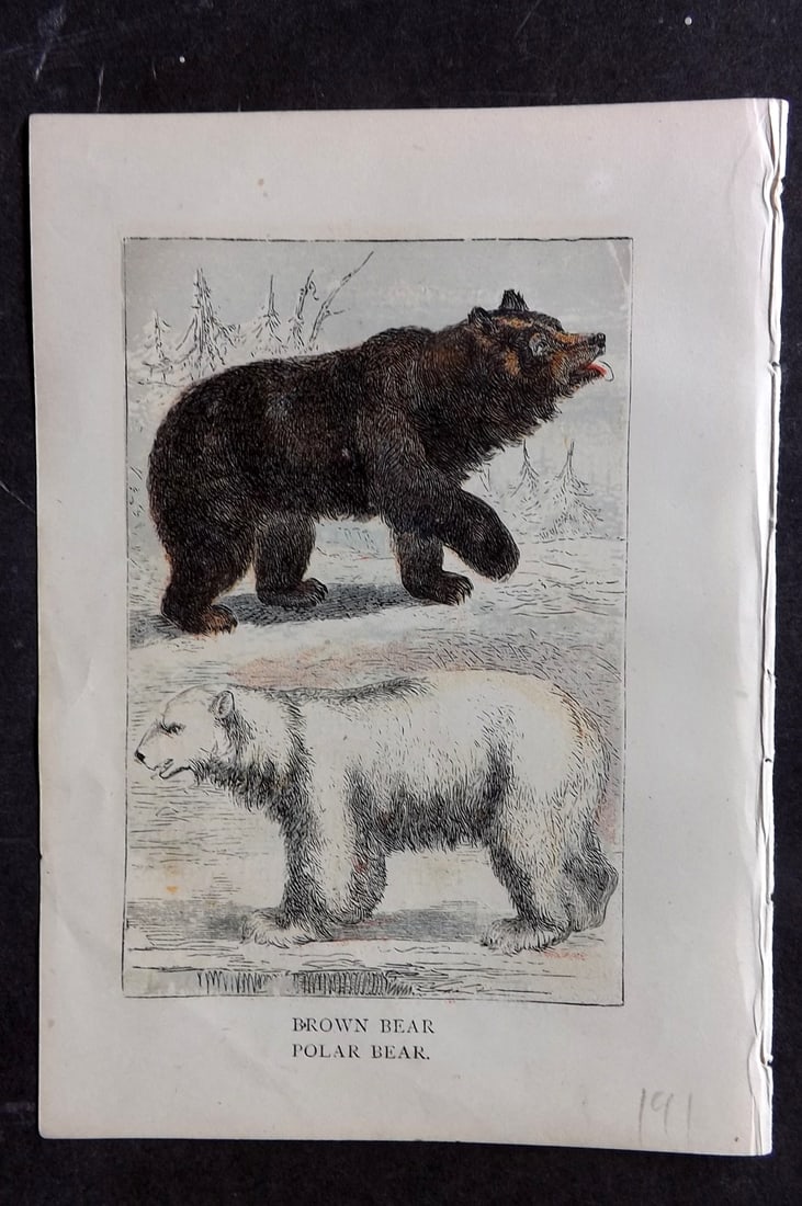 Warne, Frederick (Pub) C1880 Print. Brown Bear, Polar Bear: Color Printed Woodblock Published C1880 by Frederick Warne, London for "Warne's Picture Natural History" Descriptive text to the reverse side. Paper Size: 6 x 4.25 inch (15 x 11cm) Good Condition