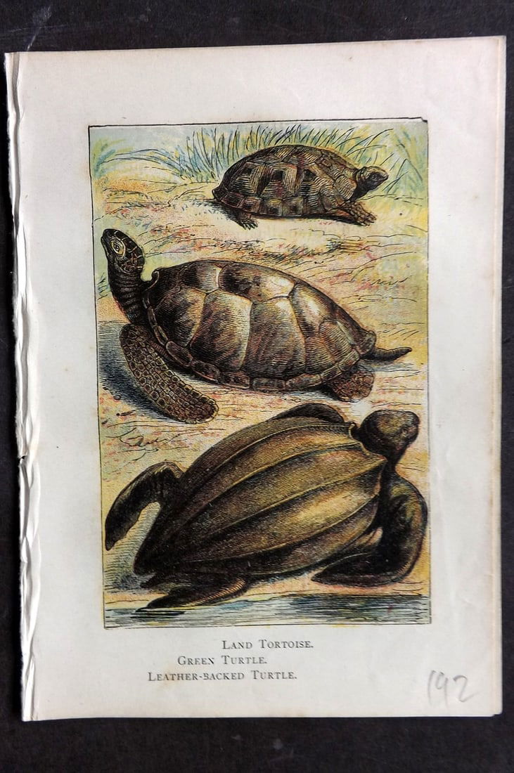 Warne, Frederick (Pub) C1880 Print. Land Tortoise, Green Turtle, Leather Backed Turtle (1 of 1)