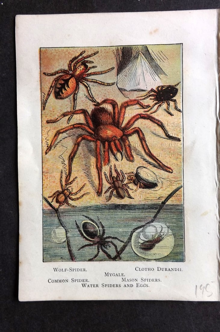 Warne, Frederick (Pub) C1880 Print. Wolf, Common, Water Spider. Mygale, Durandii: Color Printed Woodblock Published C1880 by Frederick Warne, London for "Warne's Picture Natural History" Descriptive text to the reverse side. Paper Size: 6 x 4.25 inch (15 x 11cm) Good Condition