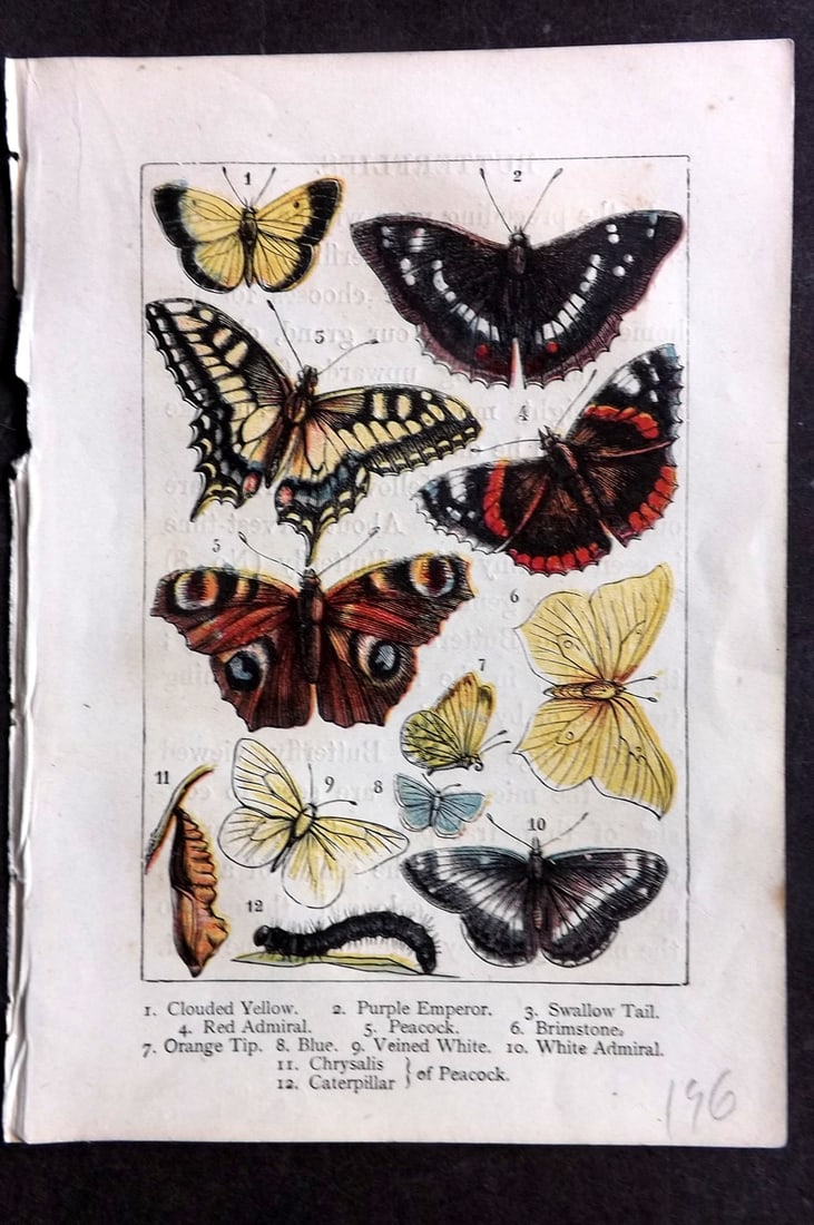 Warne, Frederick (Pub) C1880 Print. Butterflies incl Red Amiral, Purple Emperor, Swallow Tail (1 of 1)