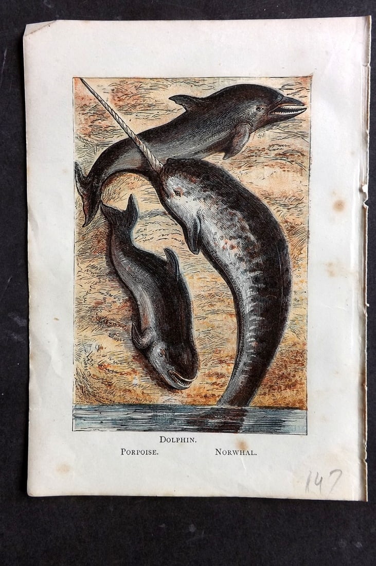 Warne, Frederick (Pub) C1880 Print. Dolphin, Narwhal, Porpoise: Color Printed Woodblock Published C1880 by Frederick Warne, London for "Warne's Picture Natural History" Descriptive text to the reverse side. Paper Size: 6 x 4.25 inch (15 x 11cm) Minor margin toning