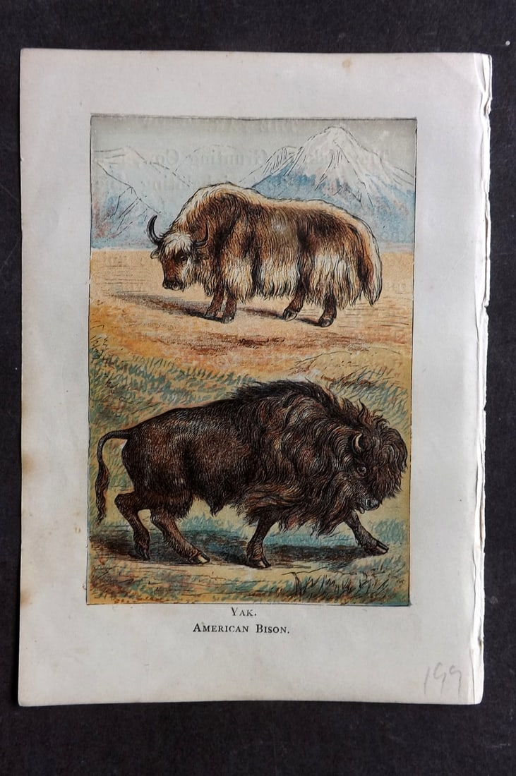 Warne, Frederick (Pub) C1880 Print. Yak, American Bison: Color Printed Woodblock Published C1880 by Frederick Warne, London for "Warne's Picture Natural History" Descriptive text to the reverse side. Paper Size: 6 x 4.25 inch (15 x 11cm) Good Condition