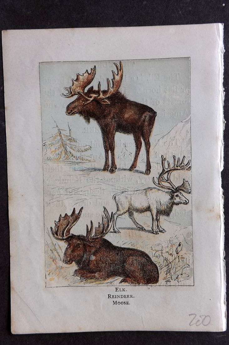Warne, Frederick (Pub) C1880 Print. Elk, Reindeer, Moose: Color Printed Woodblock Published C1880 by Frederick Warne, London for "Warne's Picture Natural History" Descriptive text to the reverse side. Paper Size: 6 x 4.25 inch (15 x 11cm) Good Condition
