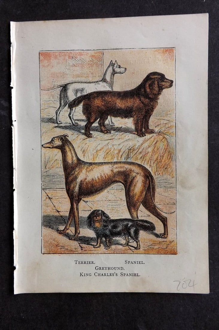 Warne, Frederick (Pub) C1880 Print. Dogs - Terrier, Spaniel, Greyhound, King Charles Spaniel: Color Printed Woodblock Published C1880 by Frederick Warne, London for "Warne's Picture Natural History" Descriptive text to the reverse side. Paper Size: 6 x 4.25 inch (15 x 11cm) Good Condition