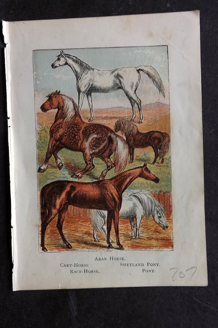Warne, Frederick (Pub) C1880 Print. Arab Horse, Cart Horse, Race Horse, Shetland Pony (1 of 1)