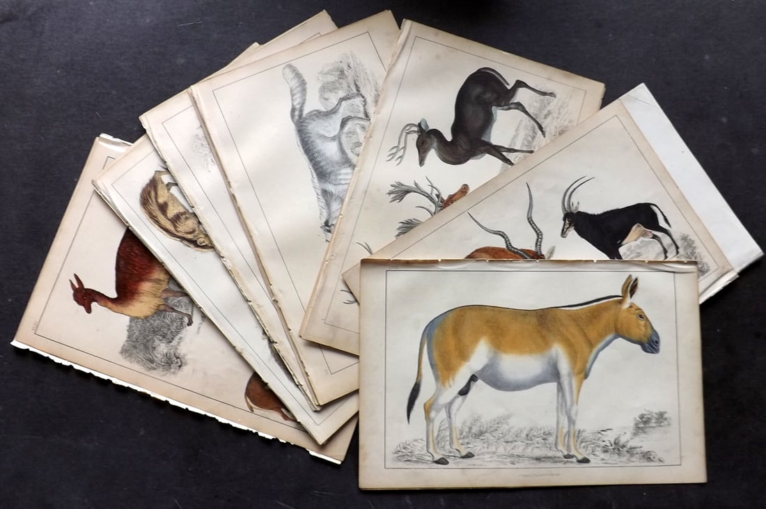 Goldsmith, Oliver C1850 Lot of 20 Hand Col Natural History Prints: 19 Hand Colored Etching/Engravings incl title, plus Black and White Portrait of Goldsmith Published C1850 by A. Fullarton & Co., London for "A History of the Earth and Animated Nature" by Oliver Golds