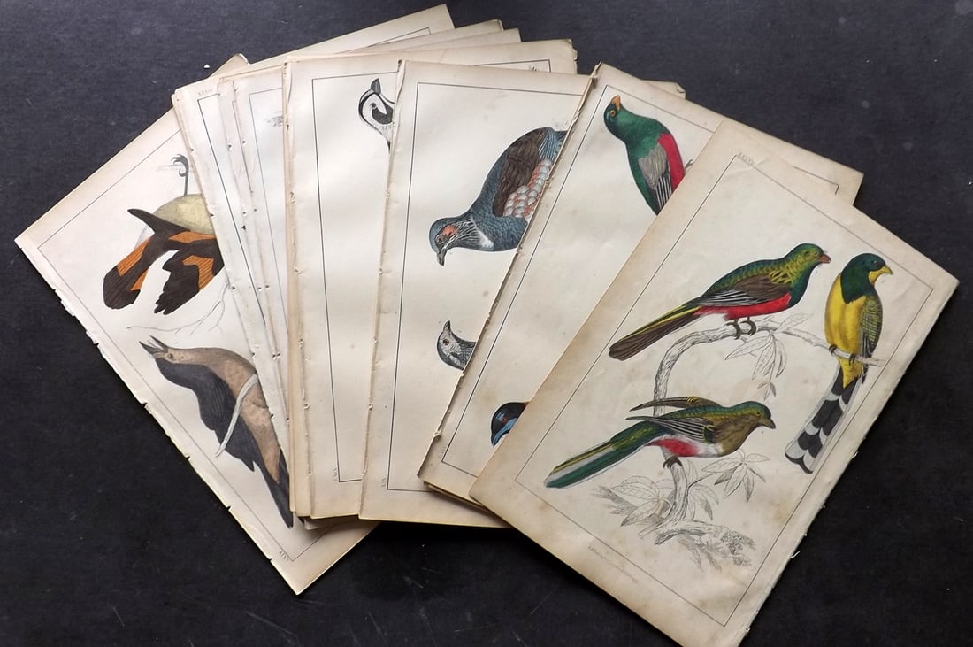 Goldsmith, Oliver C1850 Lot of 18 Hand Col Bird Prints: Hand Colored Etching/Engravings Published C1850 by A. Fullarton & Co., London for "A History of the Earth and Animated Nature" by Oliver Goldsmith. Paper Size: 10 x 6 inch (25 x 16cm) Very minor tonin