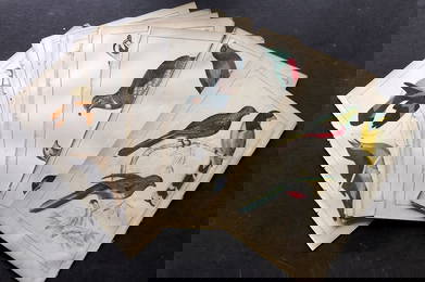 Goldsmith, Oliver C1850 Lot of 18 Hand Col Bird Prints