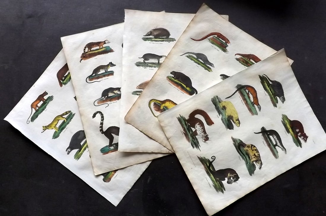 Buffon & Smellie 1817 Lot of 5 Hand Colored Prints. Rodents (1 of 4)