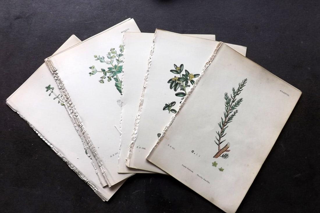 Sowerby, James 1873 Lot of 24 Hand Colored Botanical Prints (1 of 4)