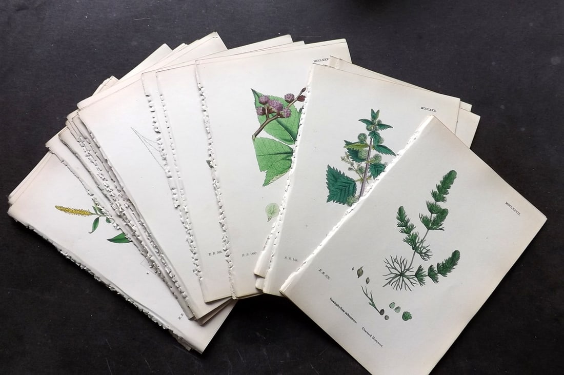 Sowerby, James 1873 Lot of 36 Hand Colored Botanical Prints (1 of 6)