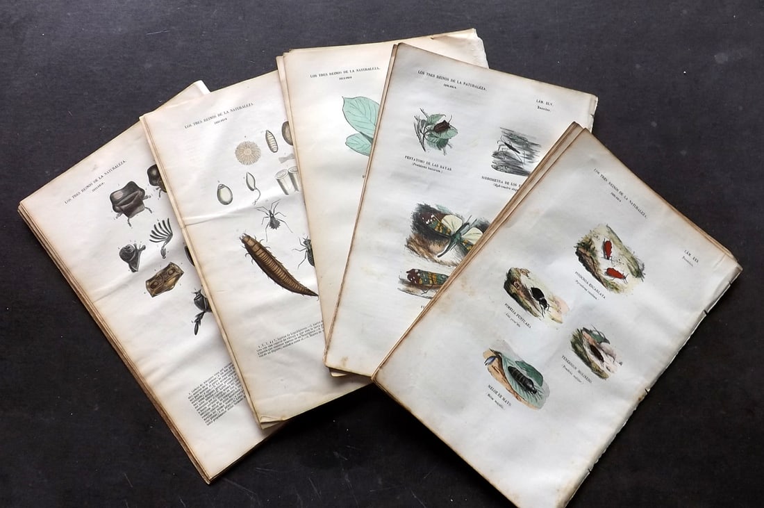 Buffon, Comte de 1856 Lot of 30 Hand Col Insect Prints (1 of 5)