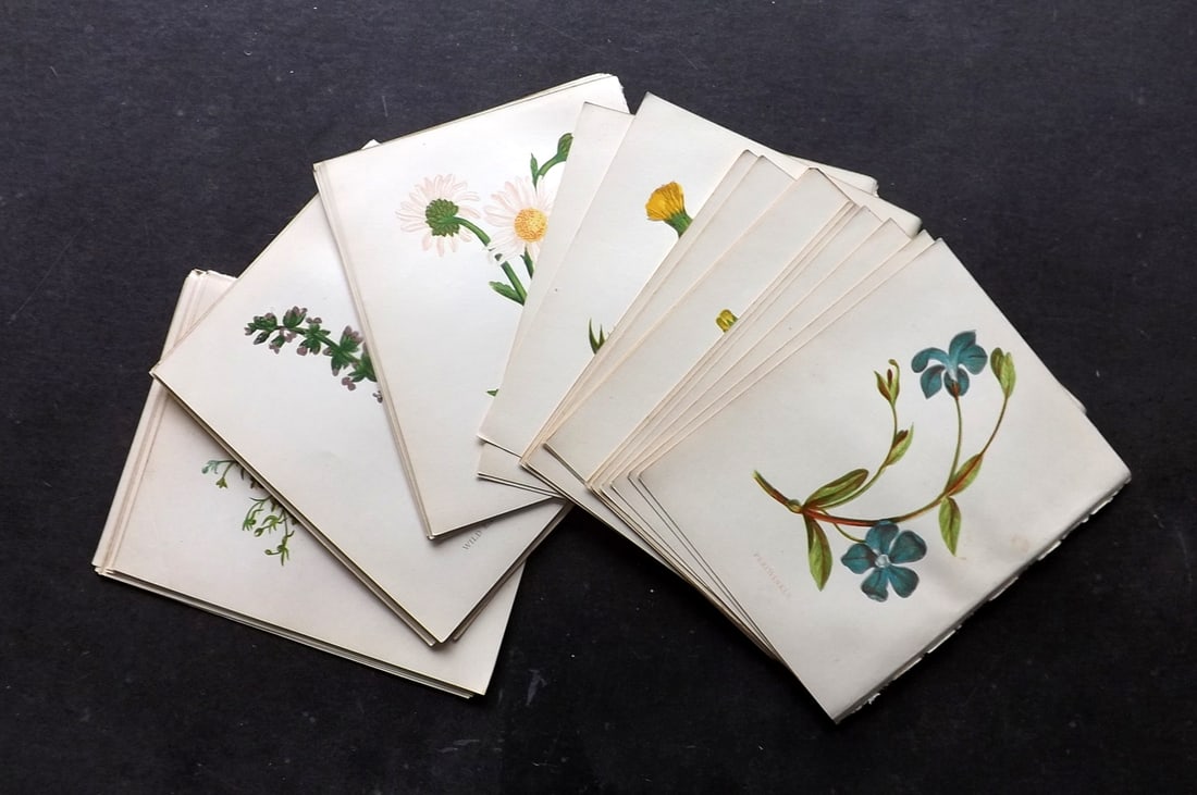 Pratt, Anne 1898 Lot of 50 Antique Botanical Prints: Colour Printed Woodblock Published 1898, London for "Wild Flowers" by Anne Pratt. Paper Size: 5.5 x 4 inch (14 x 11cm) Good Condition