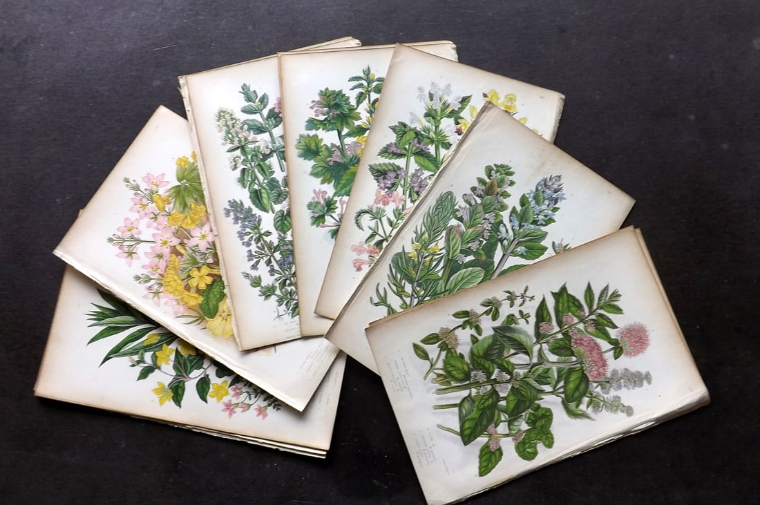 Pratt, Anne 1855 Lot of 15 Antique Botanical Prints. First Edition: Colour Printed Woodblocks Published 1855, London for "The Flowering Plants and Ferns of Great Britain" First Edition by Anne Pratt. Paper Size: 8.5 x 5.5 inch (22 x 14cm) Minor toning in parts, otherw