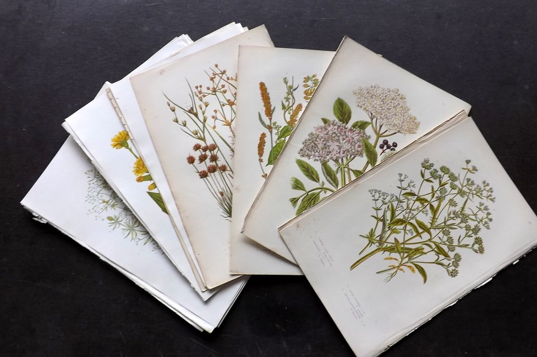 Pratt, Anne 1889 Lot of 16 Antique Botanical Prints: Chromolithograph Published 1889, London for "The Flowering Plants and Ferns of Great Britain" by Anne Pratt. Paper Size: 9.5 x 6 inch (24 x 16cm) Good Condition