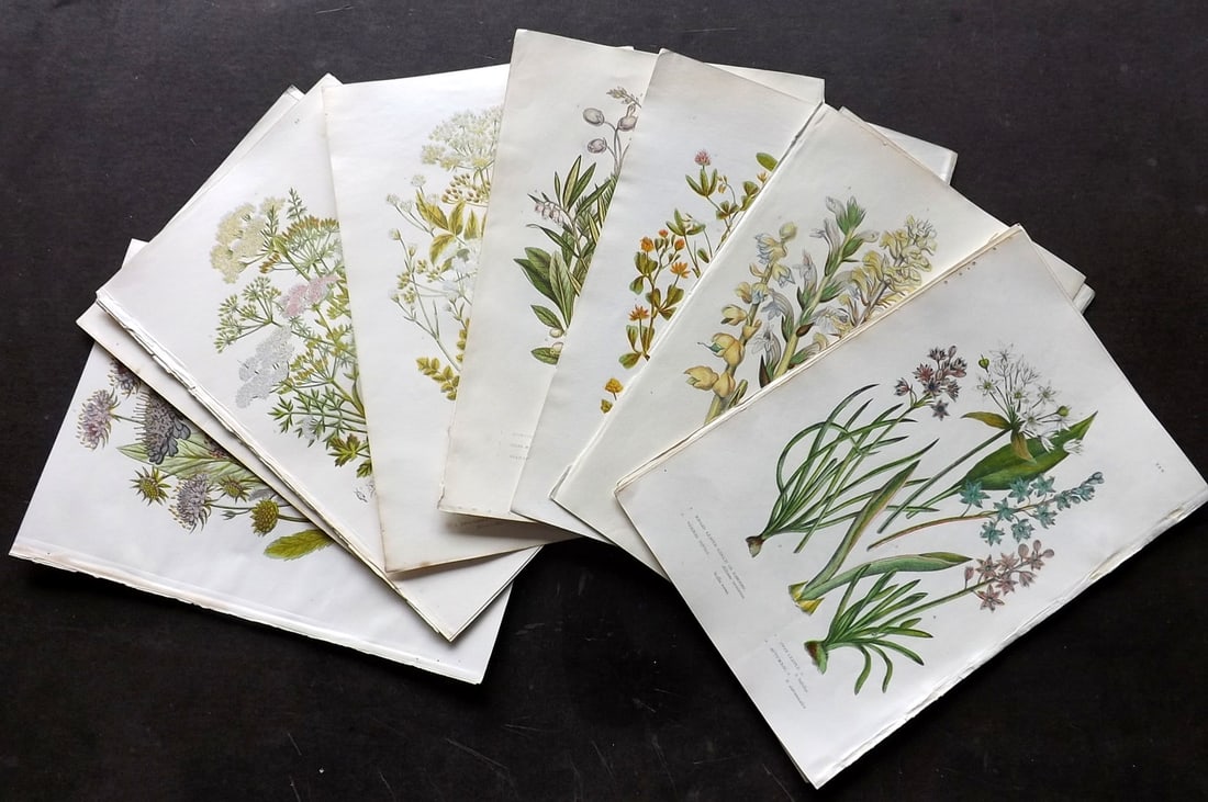 Pratt, Anne 1889 Lot of 15 Antique Botanical Prints: Chromolithograph Published 1889, London for "The Flowering Plants and Ferns of Great Britain" by Anne Pratt. Paper Size: 9.5 x 6 inch (24 x 16cm) Good Condition