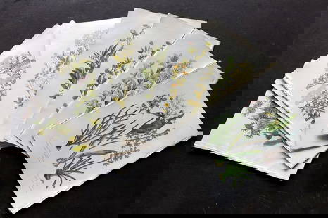 Pratt, Anne 1889 Lot of 15 Antique Botanical Prints: Chromolithograph Published 1889, London for "The Flowering Plants and Ferns of Great Britain" by Anne Pratt. Paper Size: 9.5 x 6 inch (24 x 16cm) Good Condition