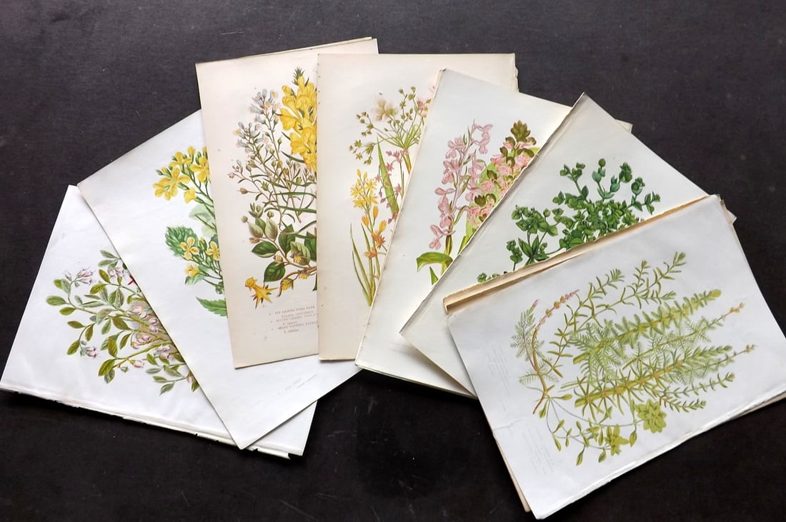 Pratt, Anne 1889 Lot of 15 Antique Botanical Prints incl Peony & Orchids (1 of 3)