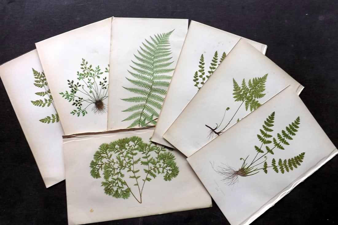 Lowe, Edward 1867 Lot of 12 Antique Fern Prints: Color Printed Woodblooks Published 1867, London for "Our Native Ferns..." by Edward Lowe. Paper Size: 9.5 x 6 inch (24 x 15cm) Occasional background tone spots. Good Condition