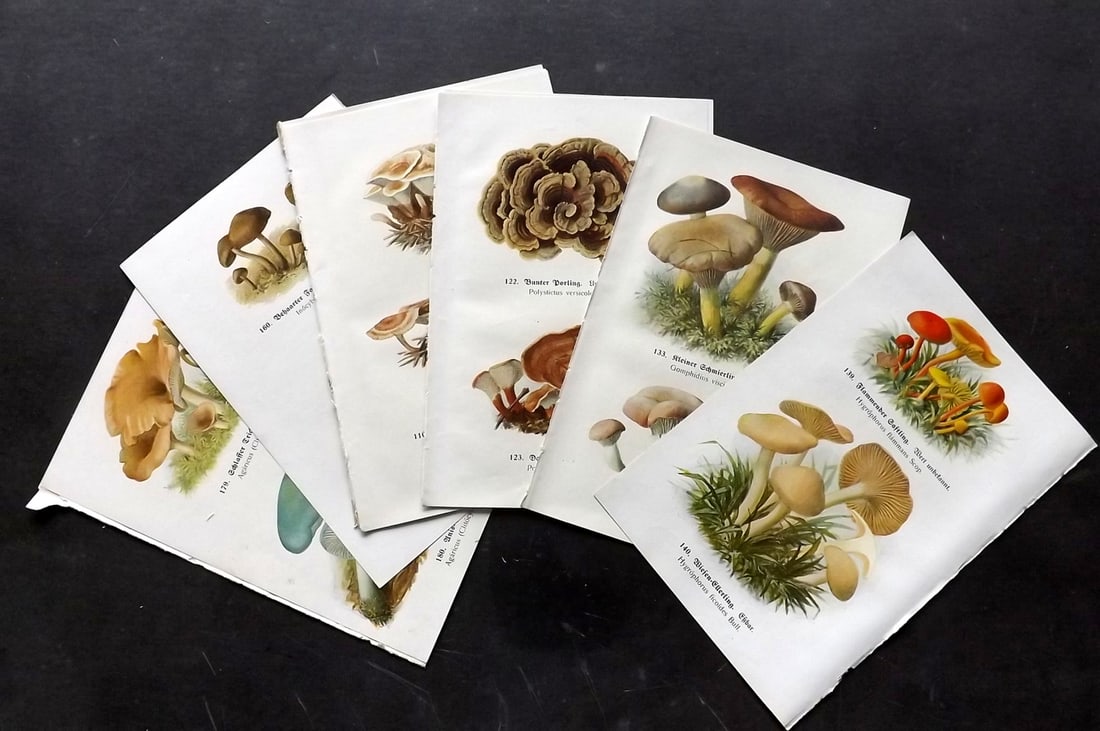 Michael, Edmund 1917 Lot of 12 Antique Mushroom Prints (24 Images): Offset Lithographs (Printed Both Sides) Published 1917, Zwickau, Germany for "Fuhrer fur Pilzfreunde" by Edmund Michael. Paper Size: 8 x 5 inch (20 x 13cm) Good Condition