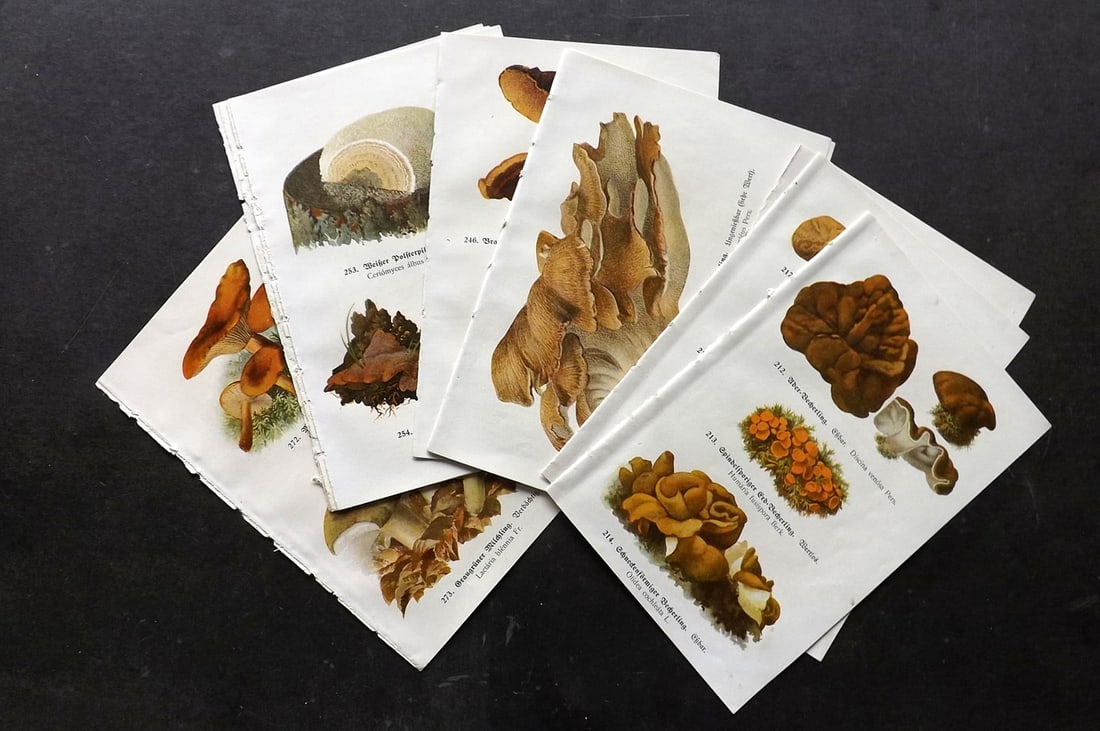 Michael, Edmund 1917 Lot of 12 Antique Mushroom Prints (24 Images): Offset Lithographs (Printed Both Sides) Published 1917, Zwickau, Germany for "Fuhrer fur Pilzfreunde" by Edmund Michael. Paper Size: 8 x 5 inch (20 x 13cm) Good Condition