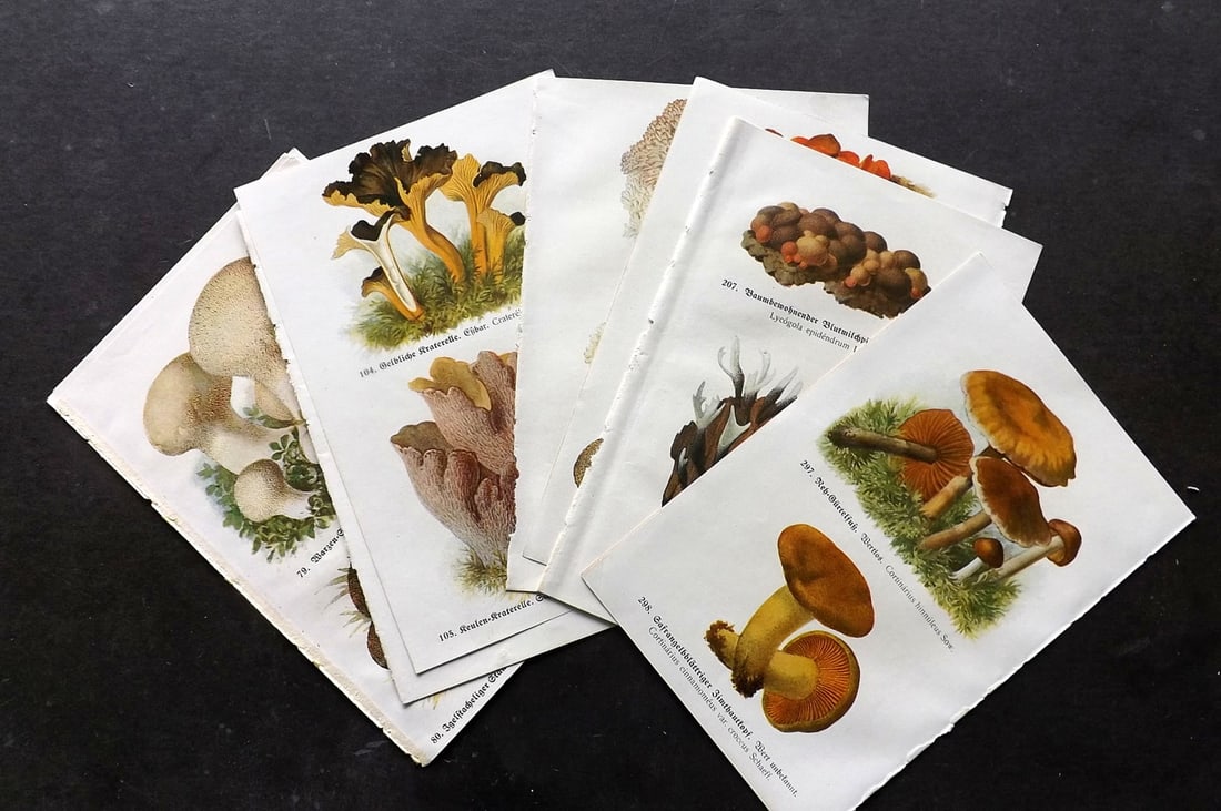 Michael, Edmund 1917 Lot of 12 Antique Mushroom Prints (24 Images): Offset Lithographs (Printed Both Sides) Published 1917, Zwickau, Germany for "Fuhrer fur Pilzfreunde" by Edmund Michael. Paper Size: 8 x 5 inch (20 x 13cm) Good Condition