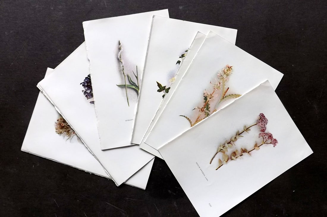 Coventry, Bernard 1923 Lot of 10 Kashmir Botanical Prints: Offset Lithographs Published 1923, London for "The Wild Flowers of Kasmir" by Bernard Coventry. Paper Size: 7 x 5 inch (18 x 13cm) Good Condition